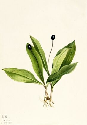 Red Lily (Lilium montanum) (1923)