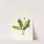 Queencup (Clintonia uniflora) (1922) by Mary Vaux Walcott