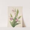 Queen’s Slipper (Cypripedium reginae) (1897) by Mary Vaux Walcott