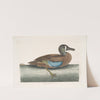 Quequedula Americana variegata, The White-Face Teal. by Mark Catesby