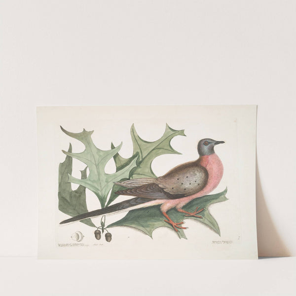 Quercus Esculi divisura, foliis amplioribus aculeatis, Red Oak; Palumbus Migratorius, The Pigeon of Passage. by Mark Catesby