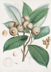 Quercus Lamellosa, Ham. (1855)