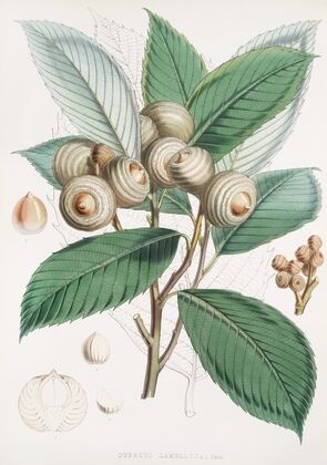 Quercus Lamellosa, Ham. (1855)