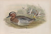 Querquedula circia. Garganey. (1862-1873)