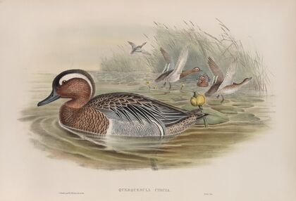 Querquedula circia. Garganey. (1862-1873)