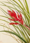 Quill-Leaf Tillandsia (Tillandsia fasciculata) (1929)