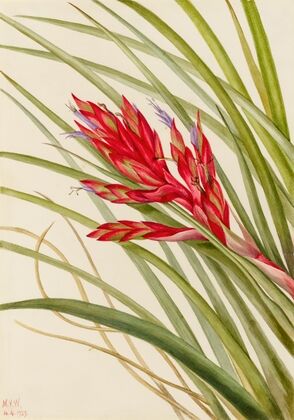 Quill-Leaf Tillandsia (Tillandsia fasciculata) (1929)