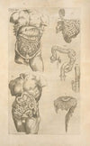 Quinta figura. [Digestive tract, another view]