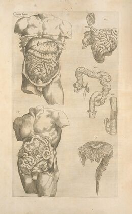 Quinta figura. [Digestive tract, another view]