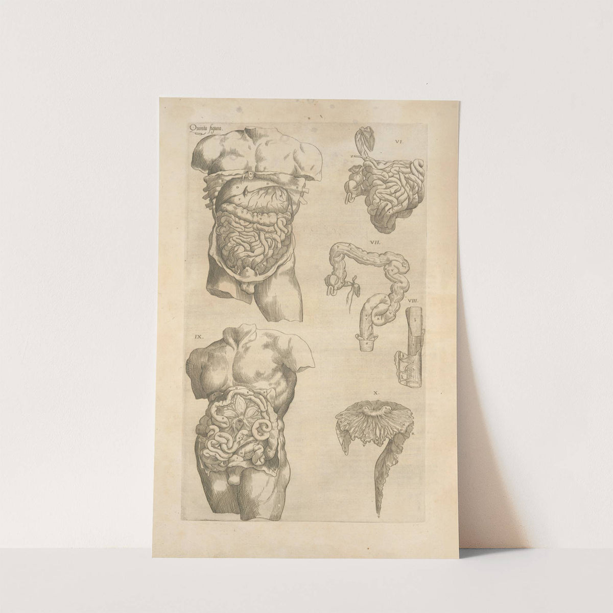Quinta figura. [Digestive tract, another view] (1545) by Thomas Geminus