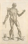 Quinta musculorum tabula