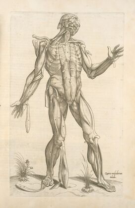 Quinta musculorum tabula