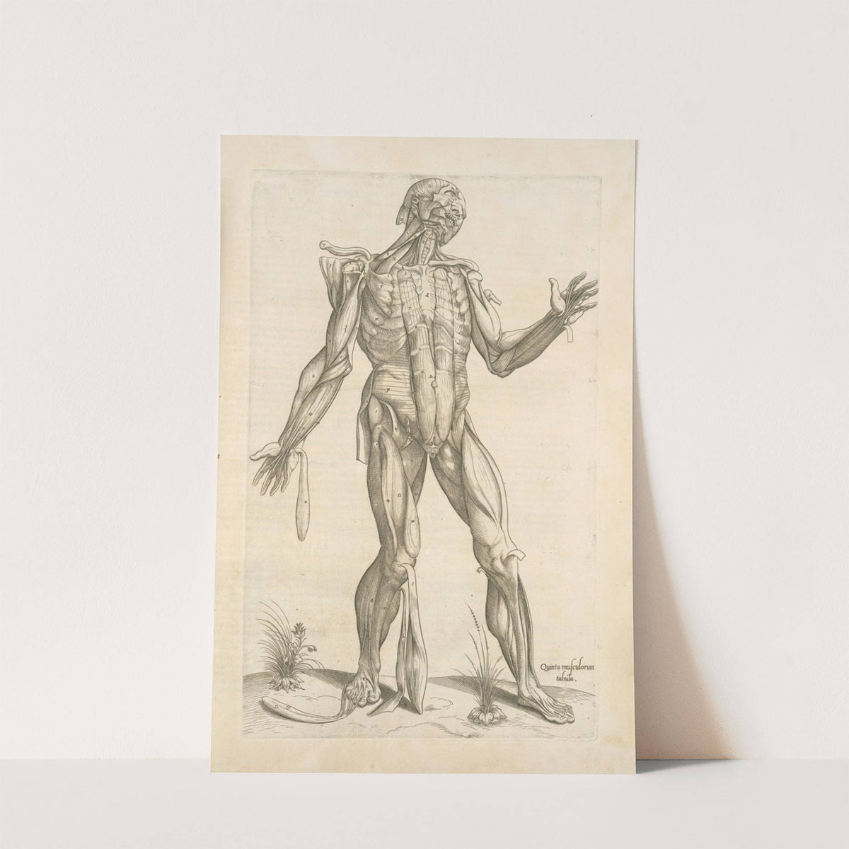 Quinta musculorum tabula (1545) by Thomas Geminus