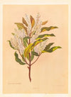 Quintinia Serrata