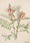 Rabbitbean (Cracca virginiana) (1918)