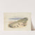 Rabbits (tail piece) by Alfred W. Cooper