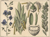 Racemes and ears. (1879)