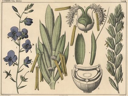 Racemes and ears. (1879)