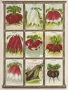 Radish (1921)