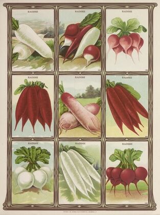 Radish (1921)