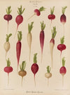 Radishes (1876-1886)