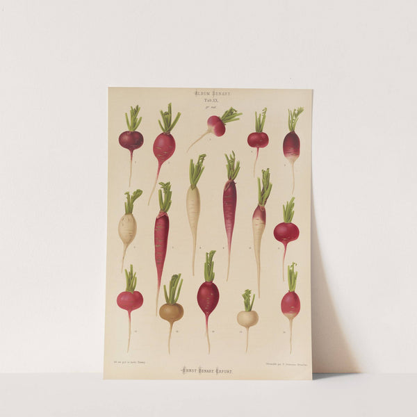 Radishes (1876-1886) by Ernst Benary