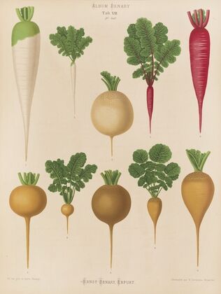 Radishes (1876-1886)