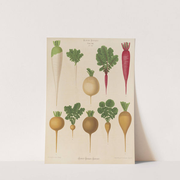 Radishes (1876-1886) by Ernst Benary