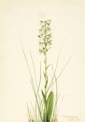 Ragged Fringe-orchid (Habenaria lacera) (1918)