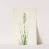Ragged Fringe-orchid. Habenaria lacera (1925) by Mary Vaux Walcott