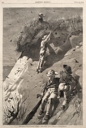 Raid on a Sand-Swallow Colony – ‘How Many Eggs’ (1874)