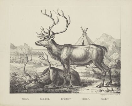 Raindeer (1829-1880)