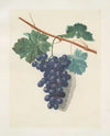 Raisin de Calmes (grapes). (1812)