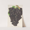 Raisin (nouveau) Muscat (noir) de Hambourg by Charles Antoine Lemaire