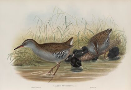 Rallus aquaticus. Water-Rail. (1862-1873)