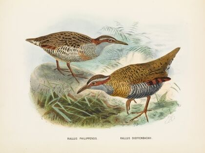 Rallus philipensis and Rallus dieffenbachii