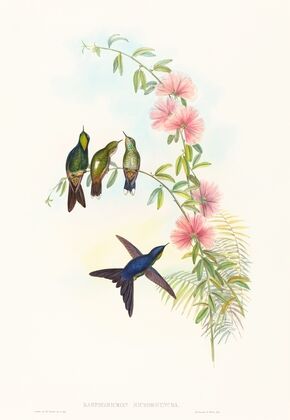 Ramphomicron microrhyncha (Small-billed Thornbill)