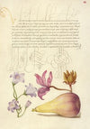 Rampion, Dittany, and Pear