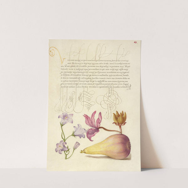 Rampion, Dittany, and Pear (1561–1596) by Joris Hoefnagel