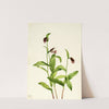 Ramshead Lady’s Slipper (Cypripedium arietinum) (1924) by Mary Vaux Walcott