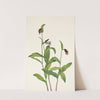 Ramshead Ladyslipper. Cypripedium arietinum (1925) by Mary Vaux Walcott