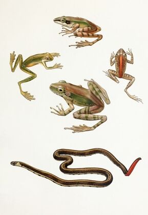 Rana moluccana,Hyla kampeni Barbour,Cornufer corrugatus rubristriatus Barbour