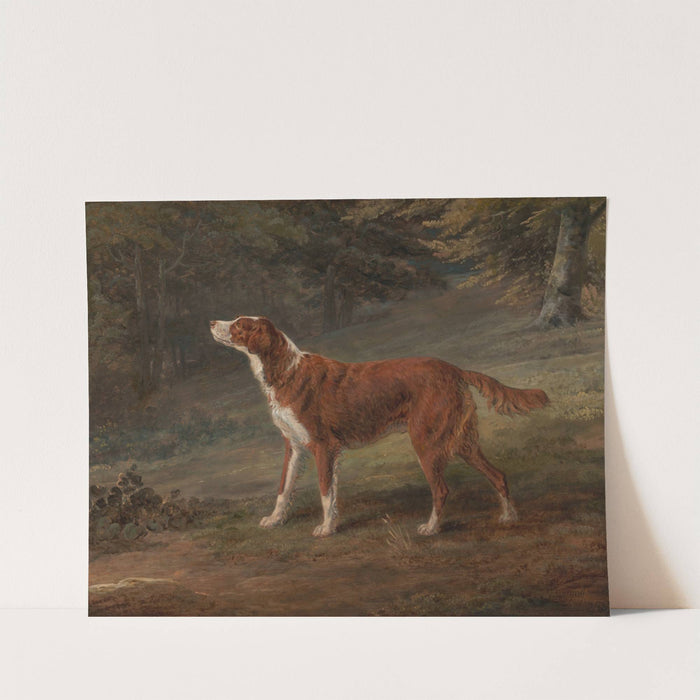 Ranger, a setter, the property of Elizabeth Gray by George Garrard