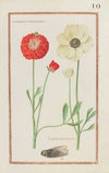 Ranonculus tripolitanus ; ranonculus asiaticus (1624)
