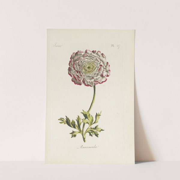 Ranuncula (1770) by Carington Bowles