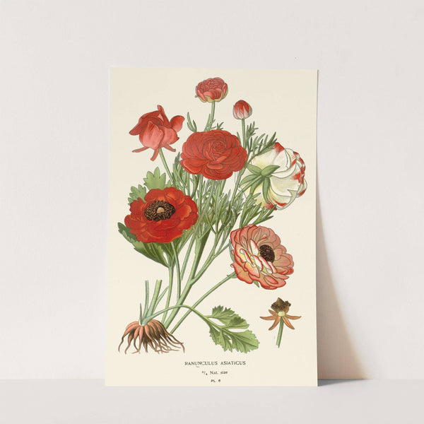 Ranunculus Asiaticus (1896-1897) by Edward Step