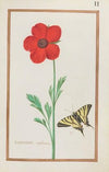 Ranunculus tripolitanus (1624)