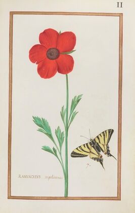 Ranunculus tripolitanus (1624)