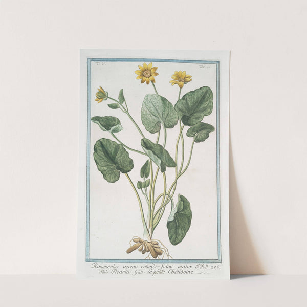 Ranunculus vernus rotundi-folius maior - Ficaria - La petite Chélidoine. (Yellow butter-cups) by Giorgio Bonelli