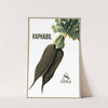 Raphabil (1910-1950) by Sandoz